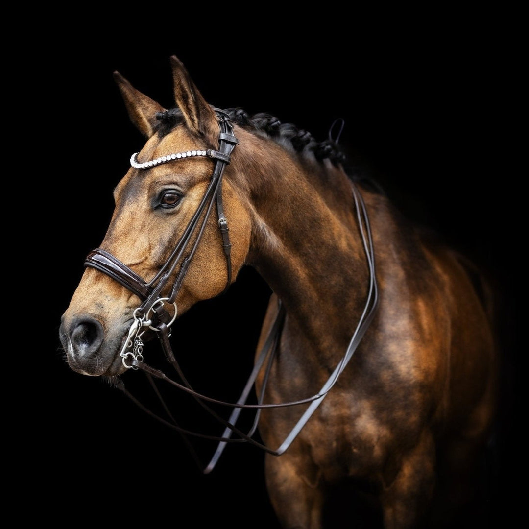 Pferdezubehör & Reitsportausrüstung - IQ Horse