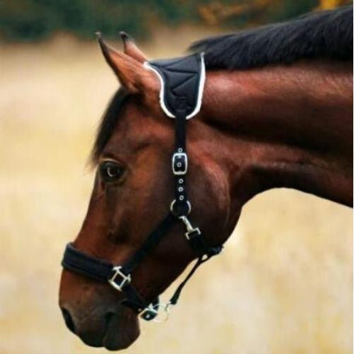 NeXaver - IQ Horse