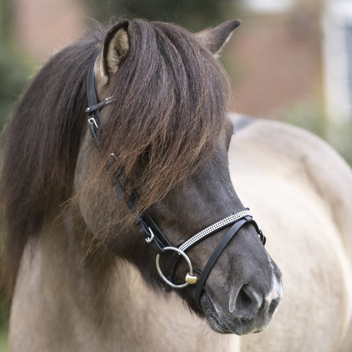 Kavalakde Eng. Reithalfter Aradis "Hvitur" Island - IQ Horse