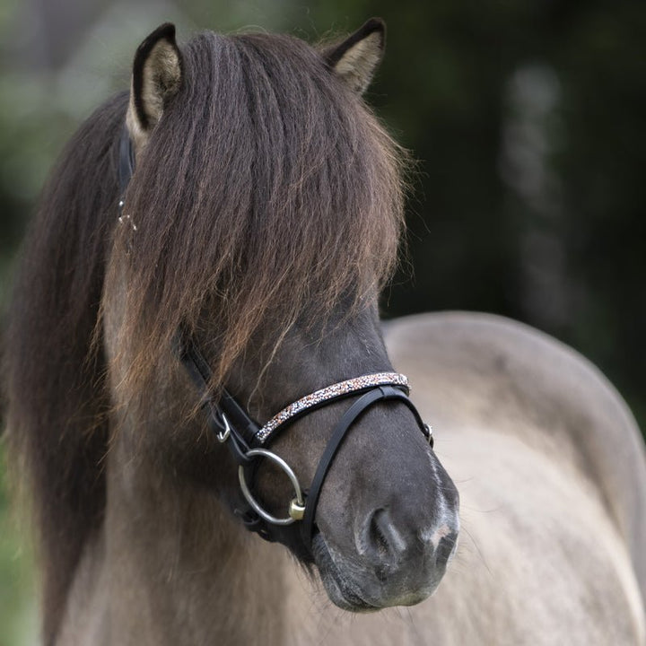 Kavalkade Eng. Reithalfter Aradis FERSKJA Island - IQ Horse