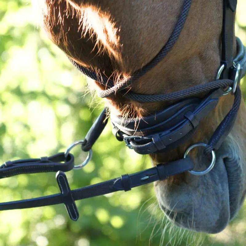 Kavalkade Trense "Cross Light" Gebisslos engl. - IQ Horse