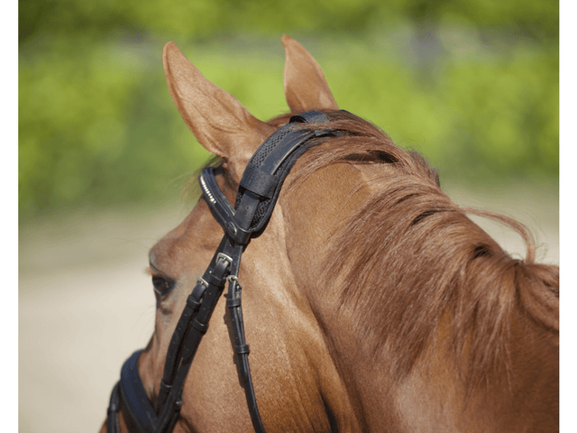 Back on Track Genickschoner mit 4 Klettbändern - IQ Horse