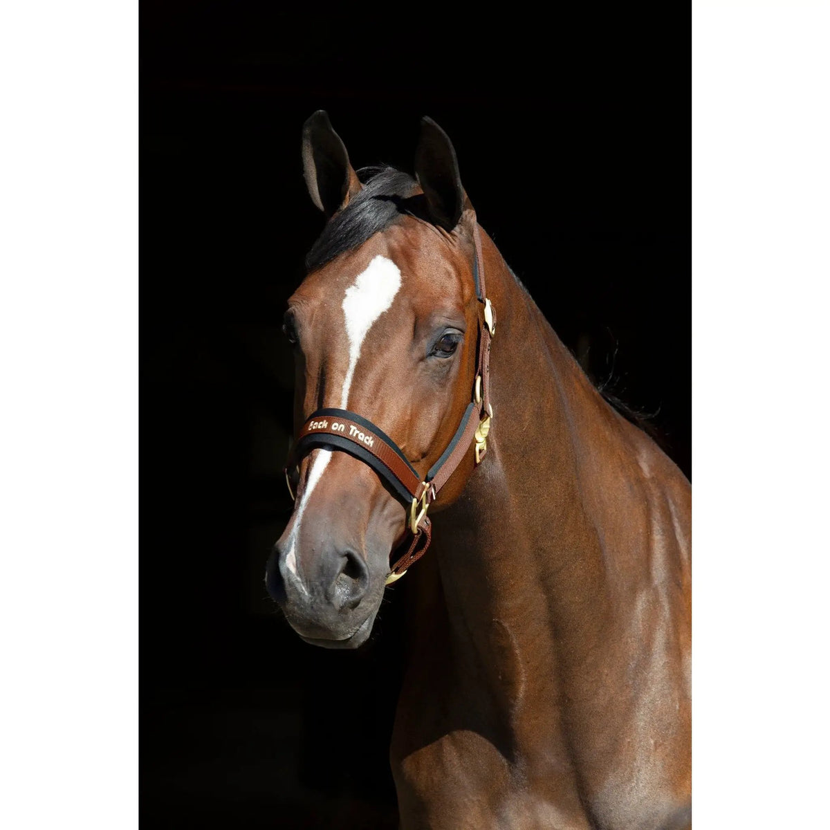 Back on Track Halfter WERANO, Braun - IQ Horse