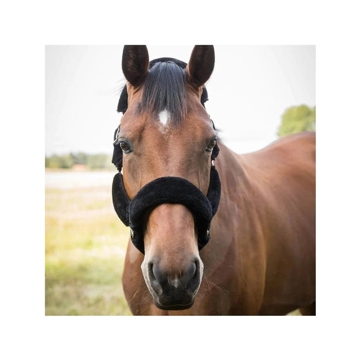 Back on Track Fell- Halfter Audrey, black - IQ Horse