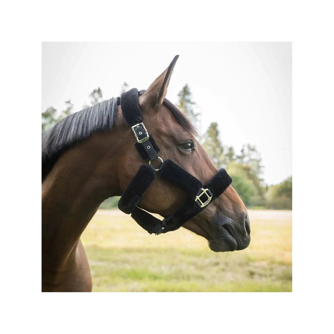 Back on Track Fell- Halfter Audrey, black - IQ Horse