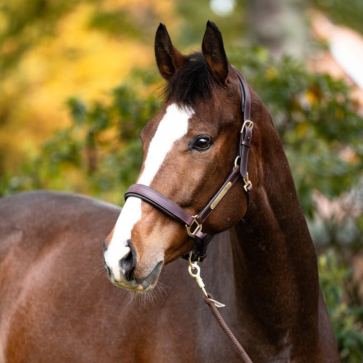 Kavalkade Lederhalfter Soft CINTA, Braun - IQ Horse