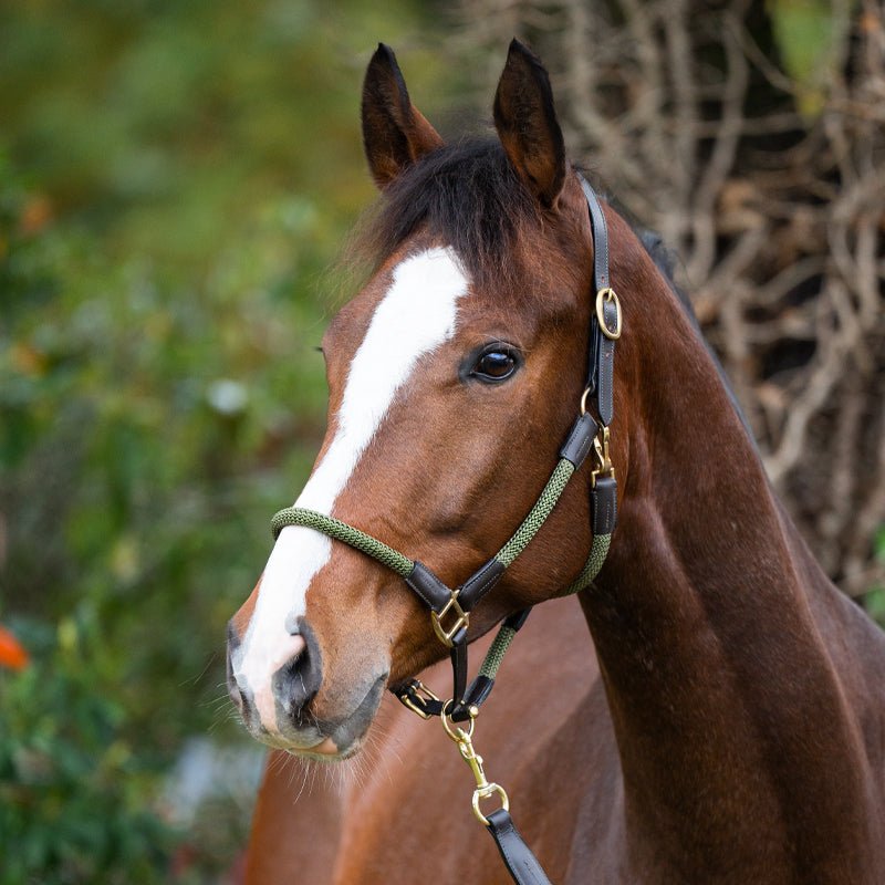 Kavalkade Seil-Halfter CAVO mit Strick, Braun-Khakigrün - IQ Horse