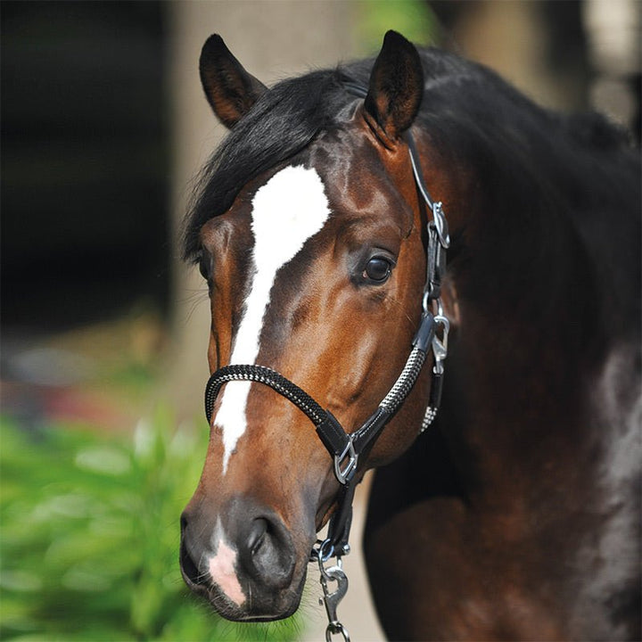 Kavalkade Seil-Halfter CAVO mit Strick, Schwarz-Grau - IQ Horse