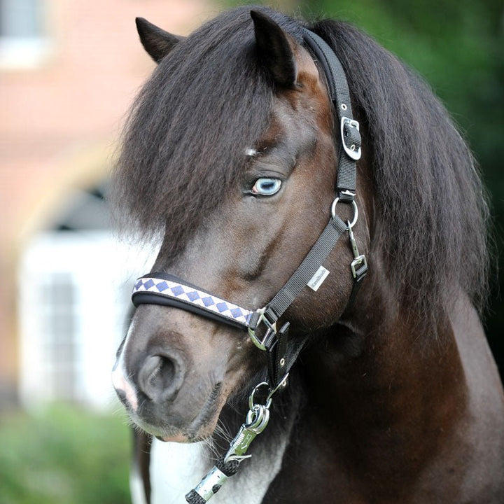 Kavalkade Perlon - Halfter ISLAND CLASSIC, schwarz - IQ Horse
