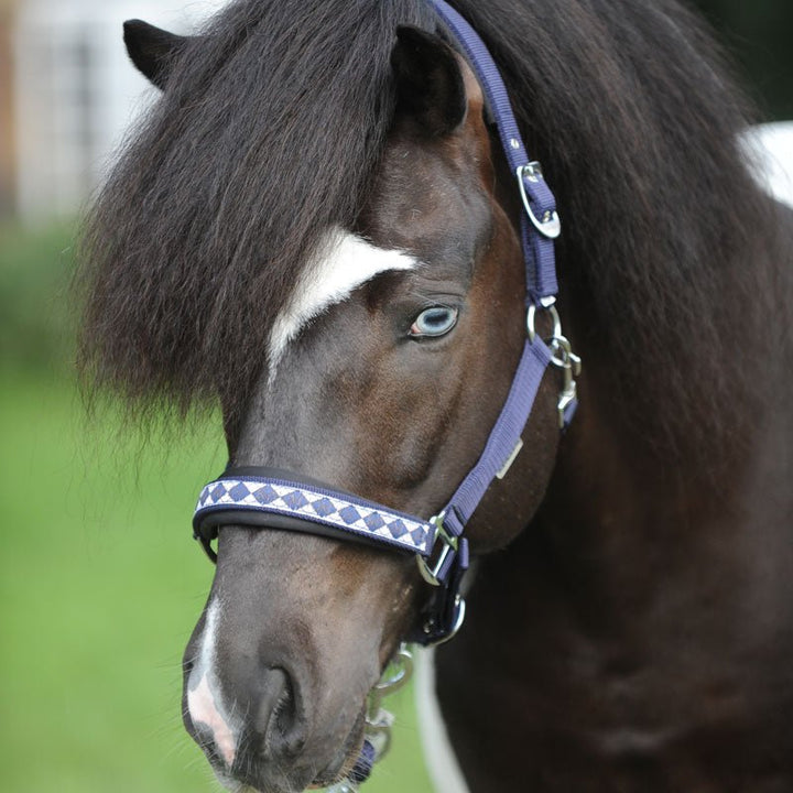 Kavalkade Perlon - Halfter ISLAND CLASSIC, navy - IQ Horse