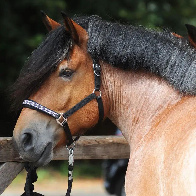 Kavalkade Halfter DRAFT - HORSE CLASSIC - IQ Horse