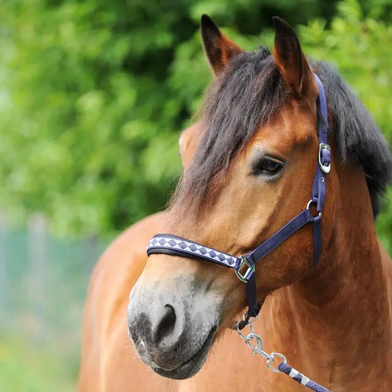 Kavalkade Halfter DRAFT - HORSE CLASSIC - IQ Horse