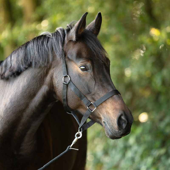 Halfter Simple schwarz