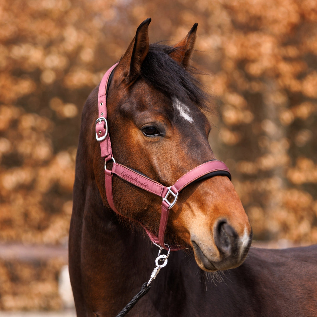 Satin Halfter Graceful
