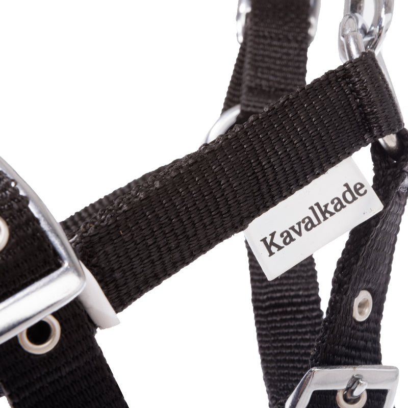Fohlenhalfter Jährlingshalfter