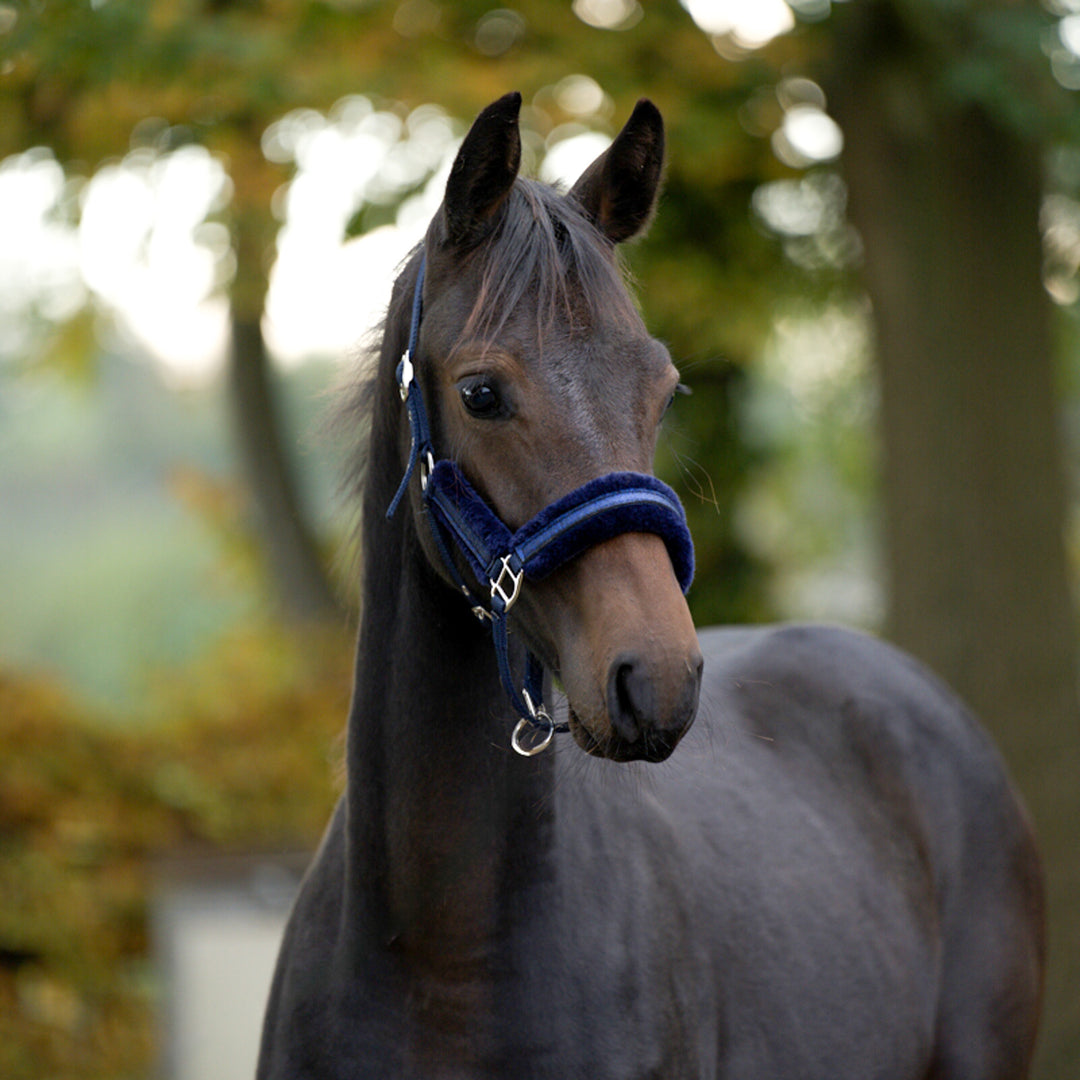 Glitzerhalfter Foal Star Fohlen