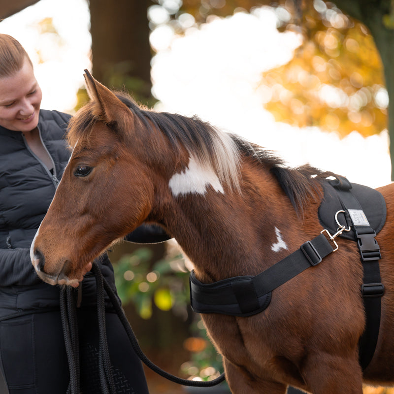 Foalmaster Fohlengeschirr schwarz