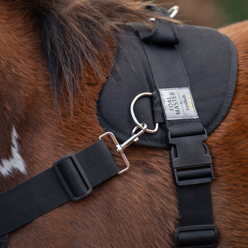 Foalmaster Fohlengeschirr schwarz