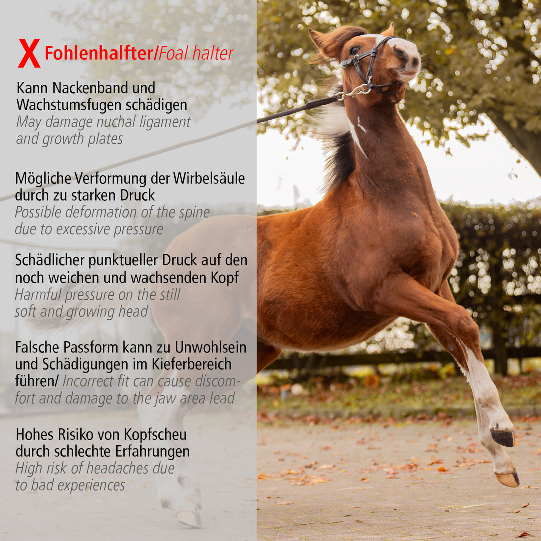 Foalmaster Fohlengeschirr schwarz