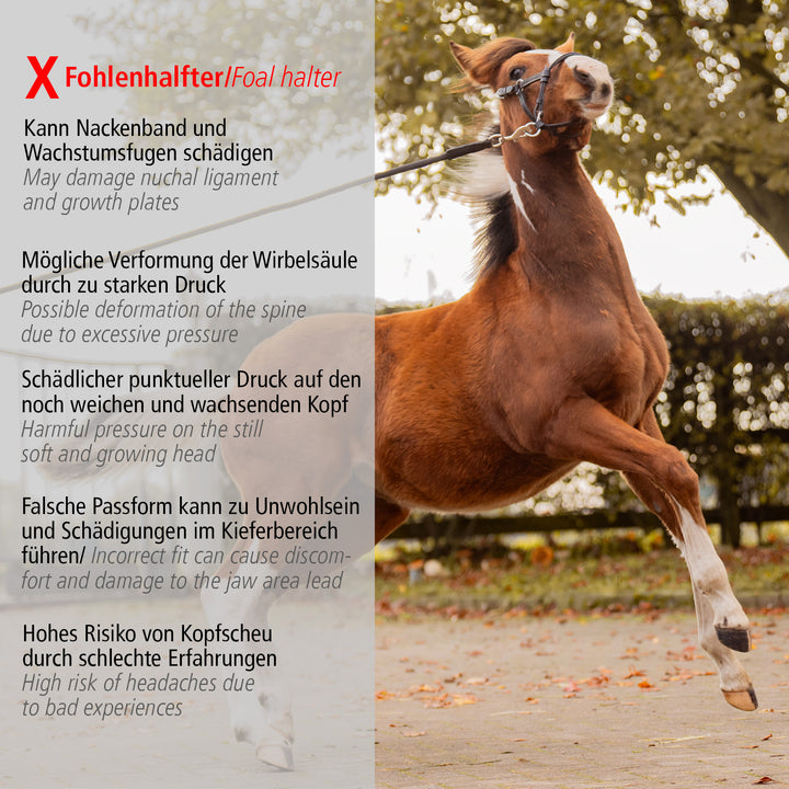 Foalmaster Fohlengeschirr schwarz