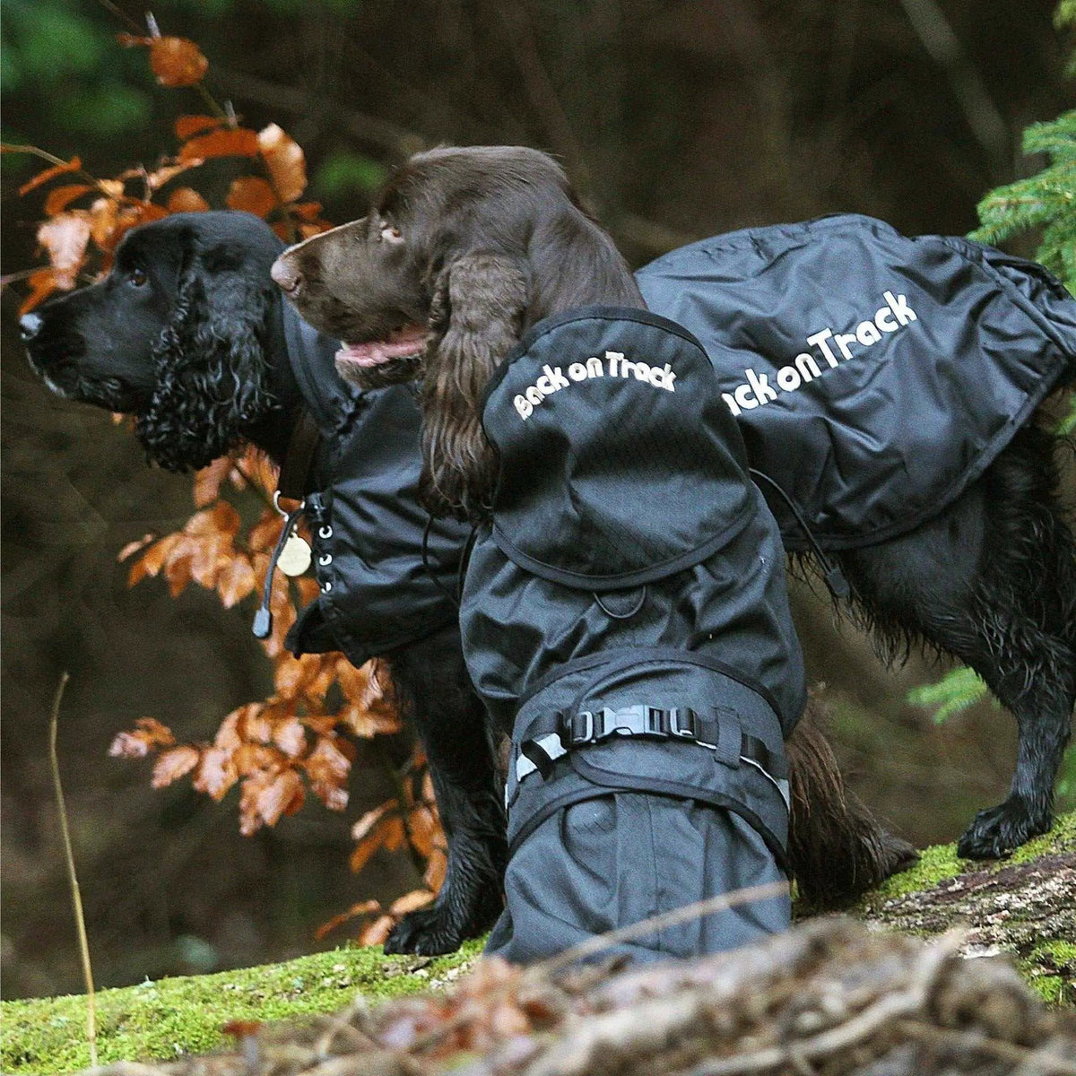 Gefütterter Hunde Allwettermantel - IQ Horse
