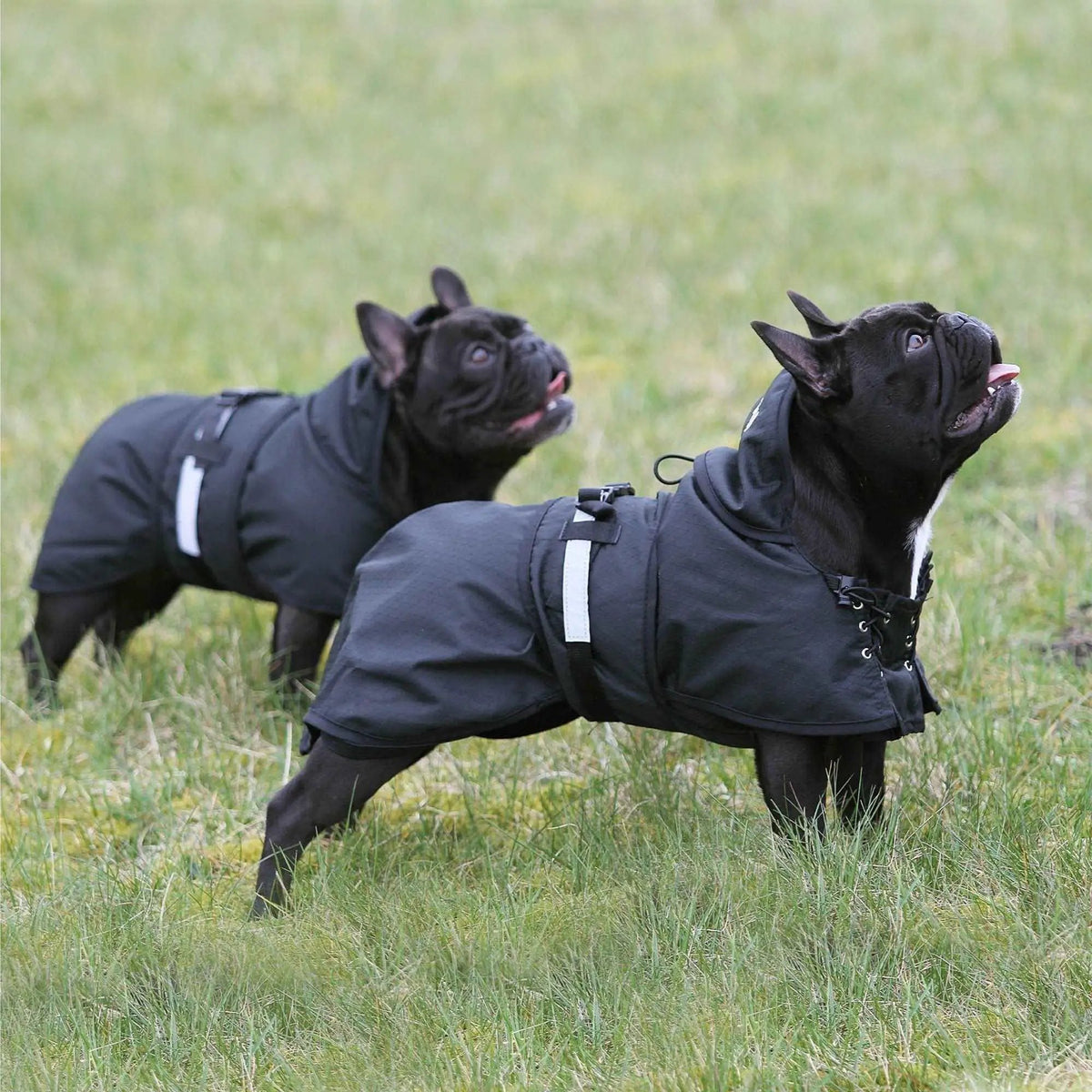 Gefütterter Hunde Allwettermantel - IQ Horse