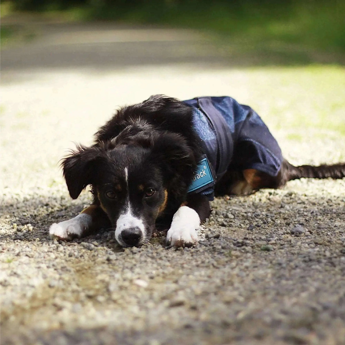 Back on Track, Cooling Dog Coat/Hundemantel - IQ Horse