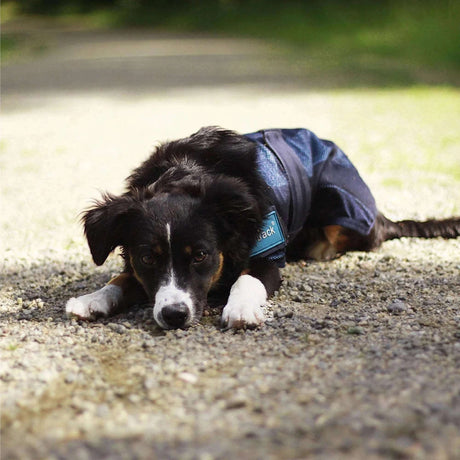 Back on Track, Cooling Dog Coat/Hundemantel - IQ Horse