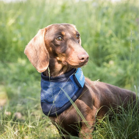 Back on Track, Cool on Track - Cooling Bandana Halstuch - IQ Horse