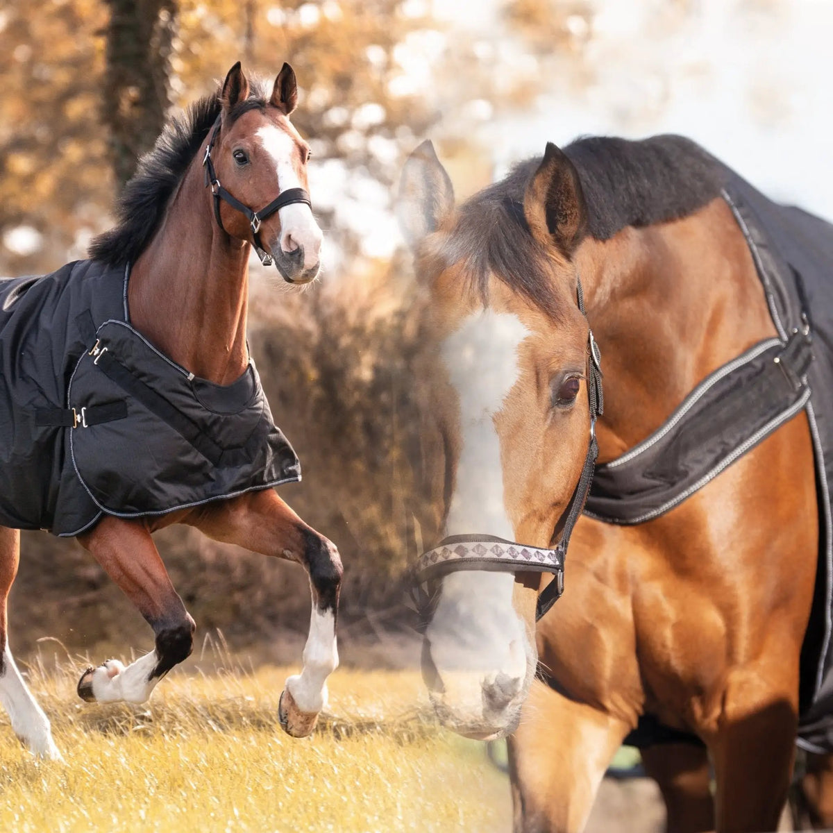 Outdoor - & Führanlagendecke "Halifax" 2in1 200 g - IQ Horse