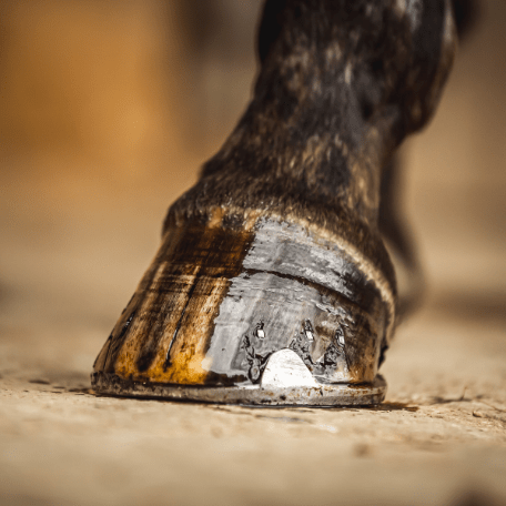 Carr & Day & Martin Cornucrescine Teebaum Huföl - IQ Horse