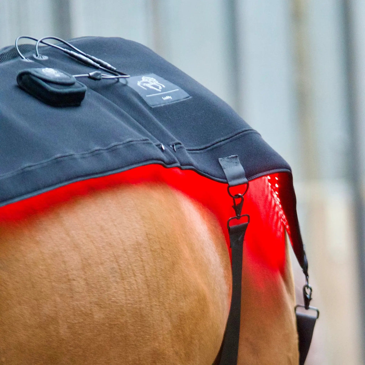 LuxMy Lichttherapie - Decke - IQ Horse