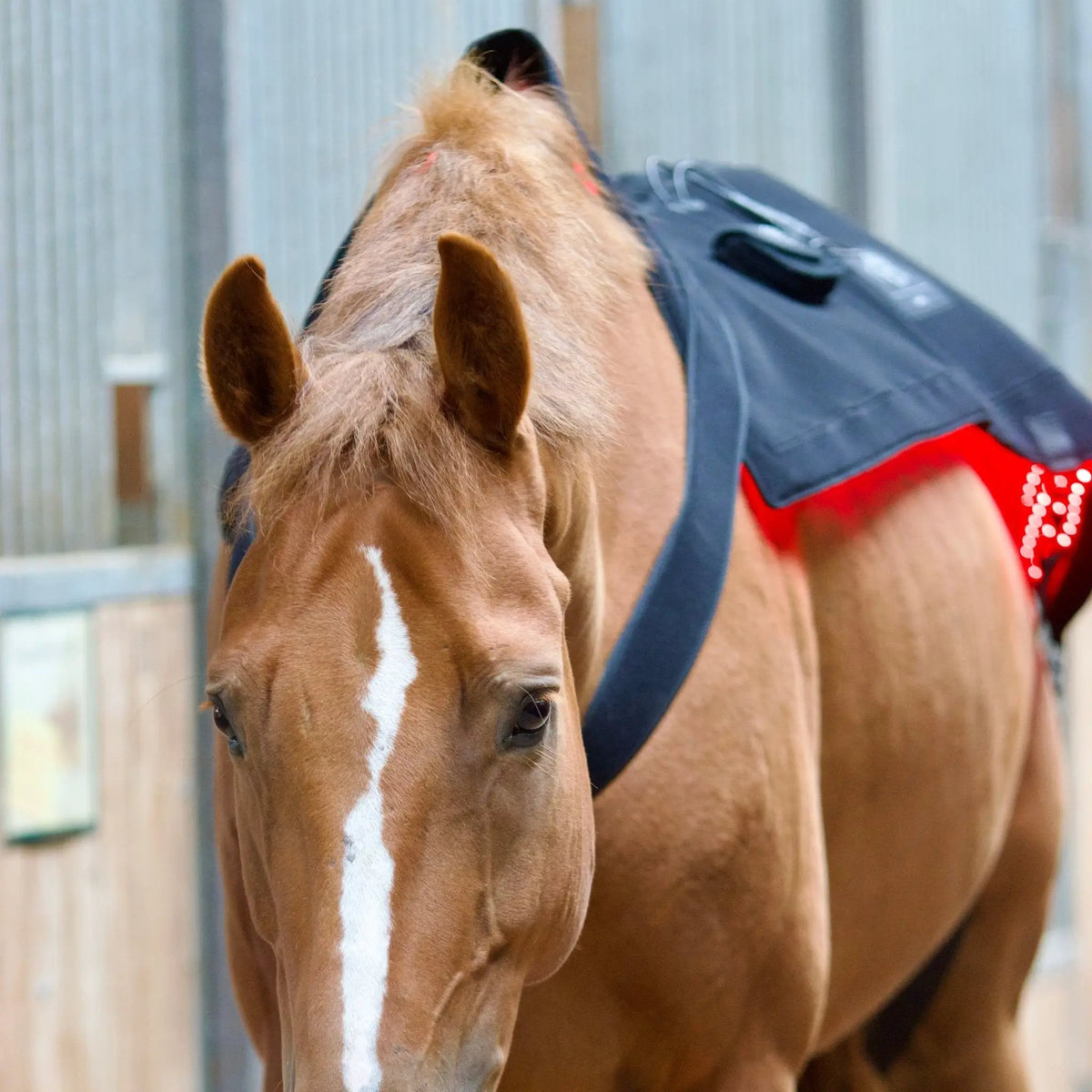 LuxMy Lichttherapie - Decke - IQ Horse