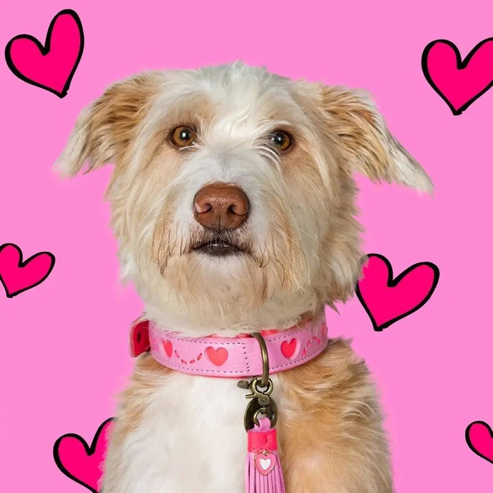 Dog with a mission - Hundehalsband SWEETY - IQ Horse