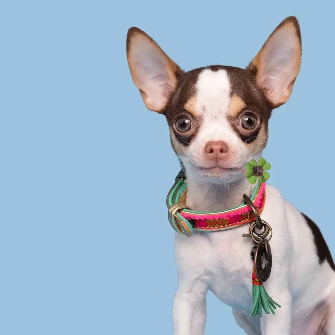 Dog with a mission - Halsband MINI DOG LIZZY - IQ Horse