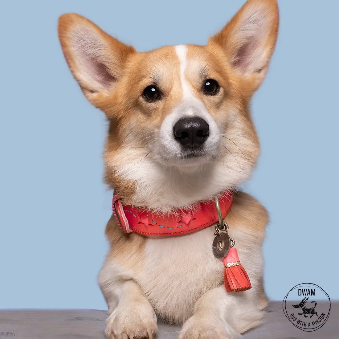 Dog with a mission - Halsband Pink Star - IQ Horse