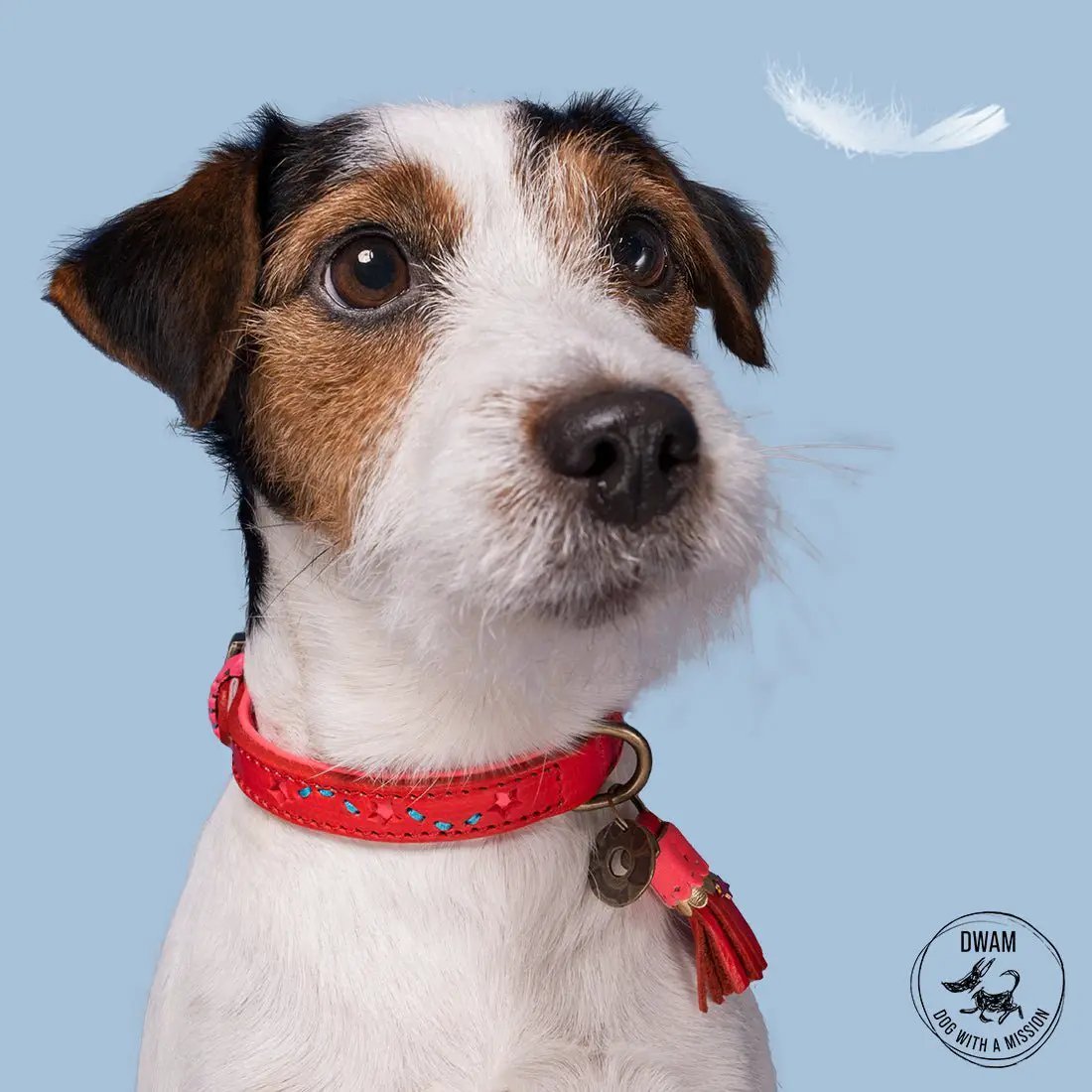 Dog with a mission - Halsband Pink Star - IQ Horse
