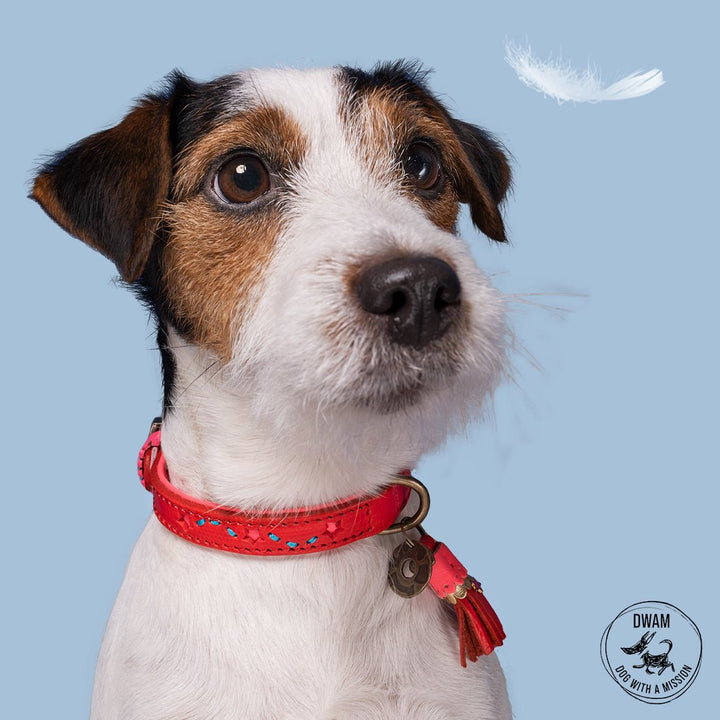 DWAM Halsband URBAN PINK STAR - IQ Horse