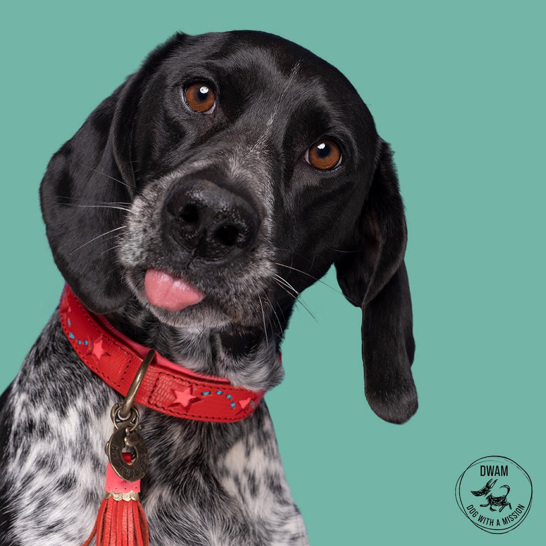 DWAM Halsband URBAN PINK STAR - IQ Horse