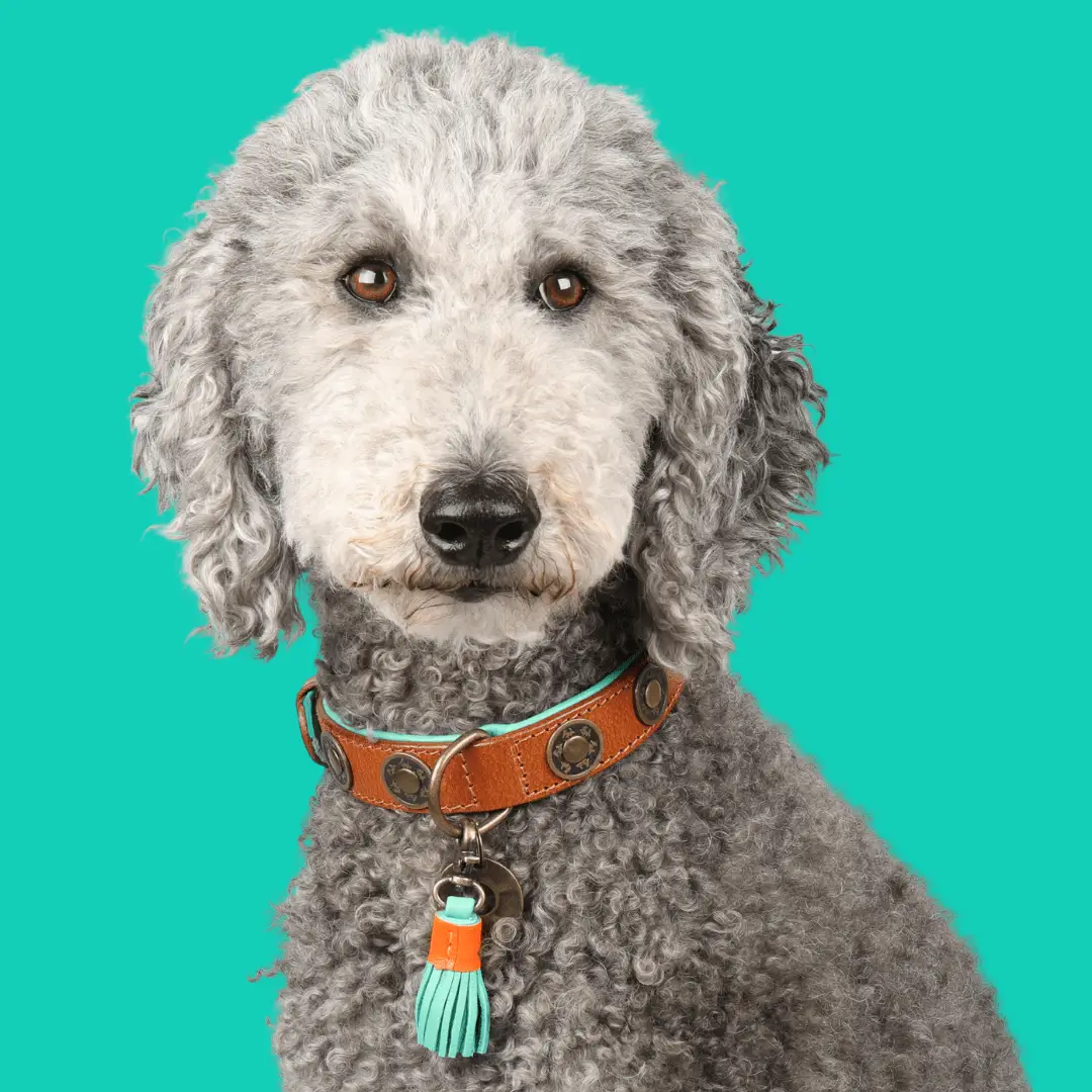 Dog with a Mission – Halsband Urban – robustes Leder, urbaner Look - IQ Horse