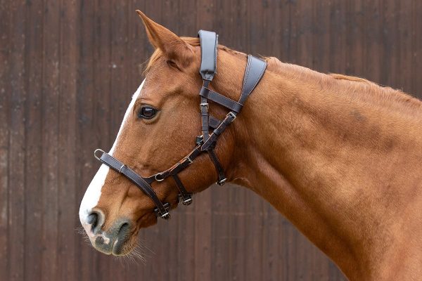 Leder Longierzaum - IQ Horse