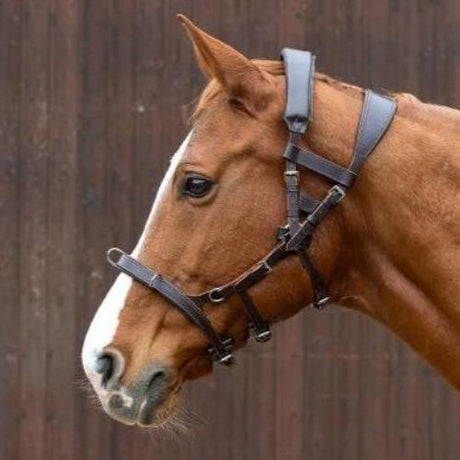 Leder Longierzaum - IQ Horse