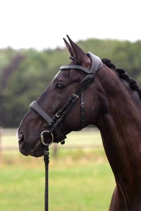 SMART Leder Trensenzaum - IQ Horse