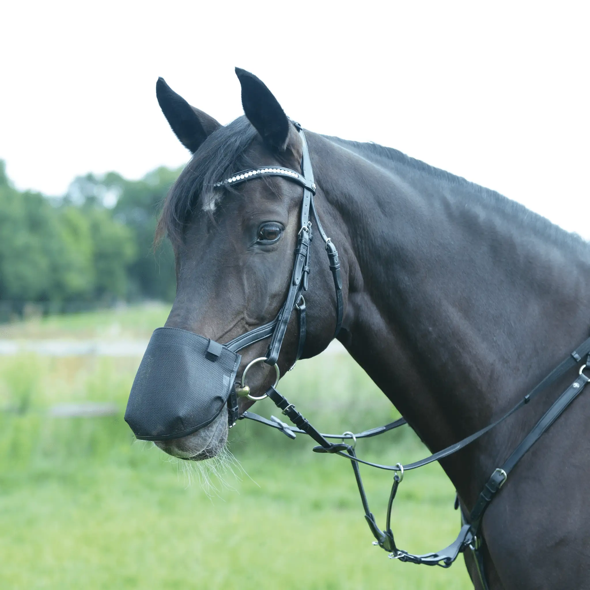 BUSSE – Nüsternschutz FLY PROFESSIONAL – anatomic, LPO - konform - IQ Horse