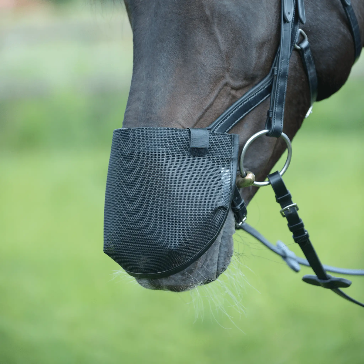 BUSSE – Nüsternschutz FLY PROFESSIONAL – anatomic, LPO - konform - IQ Horse