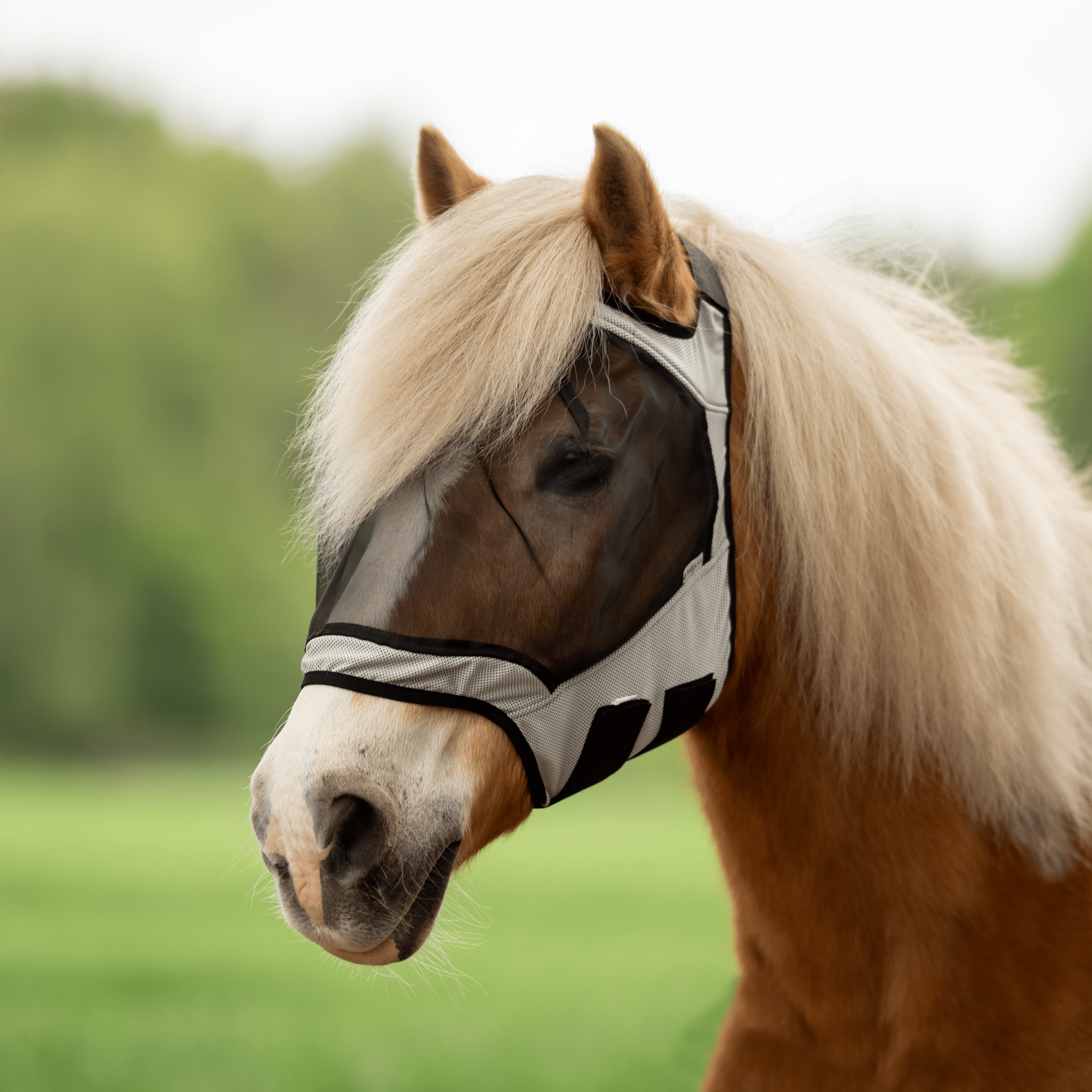 BUSSE Fliegenmaske FLY GUARD FREE, Hellgrau - IQ Horse