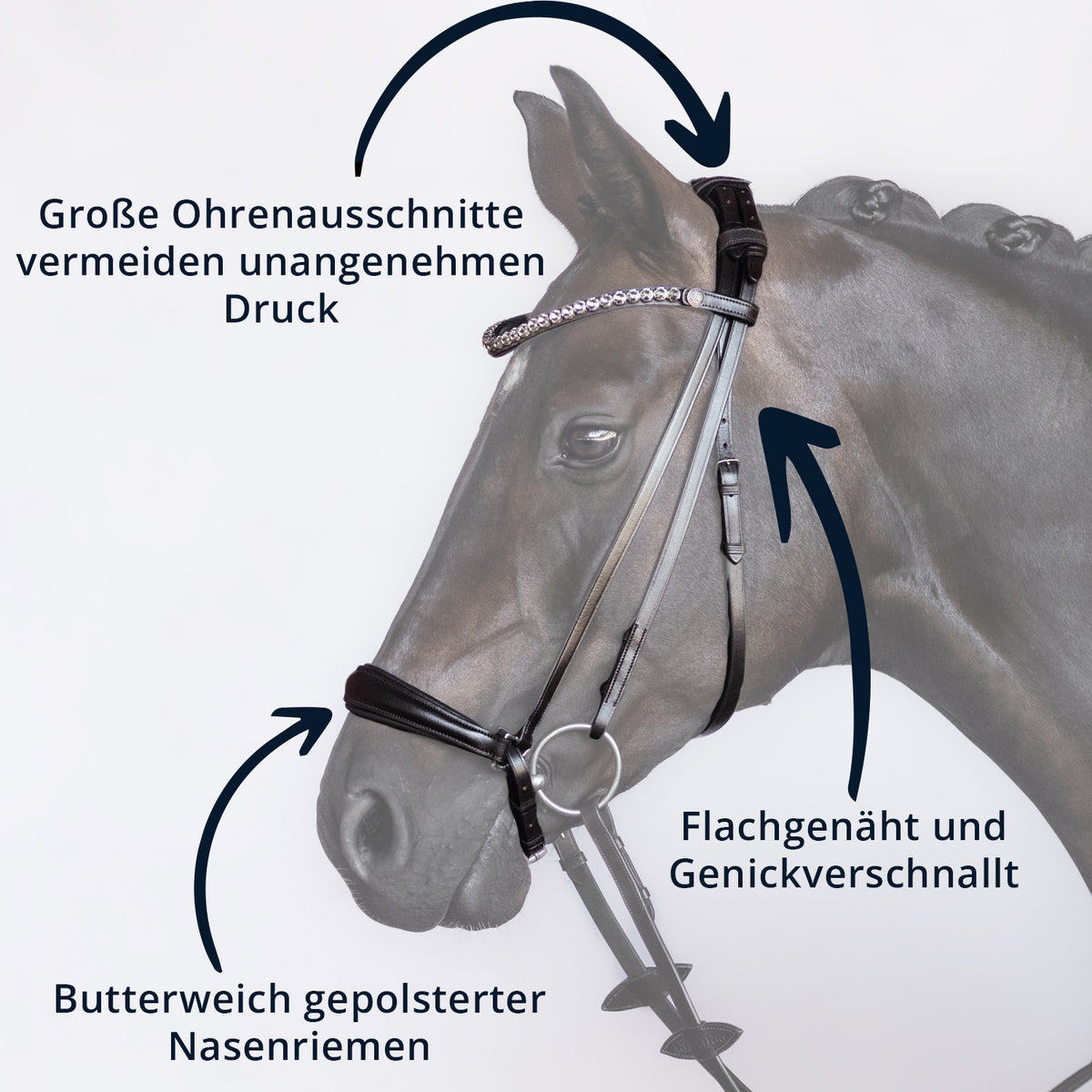 Trense Highlight – hannoversch
