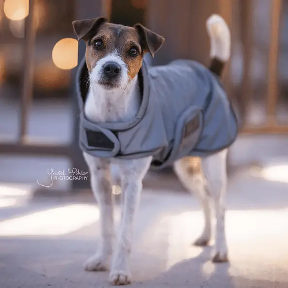 Hundemantel reflektierend &amp; Wasserabweisend, Silber - IQ Horse