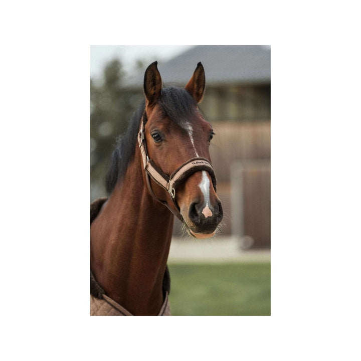 Back on Track Halfter Haze Collection, braun meliert - IQ Horse