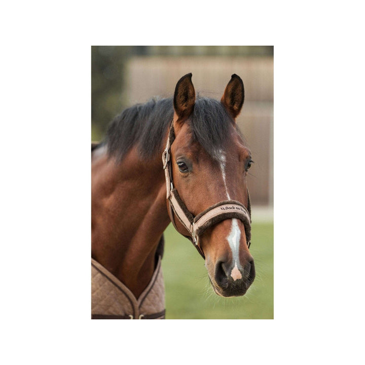 Back on Track Halfter Haze Collection, braun meliert - IQ Horse